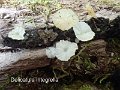 Delicatula integrella-amf1321-1
